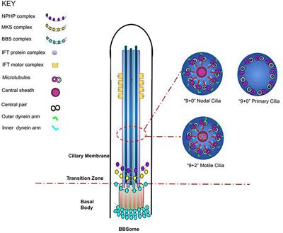 Molecular Diagnostics of Ciliopathies and Insights Into Novel Developments in Diagnosing Rare Diseases